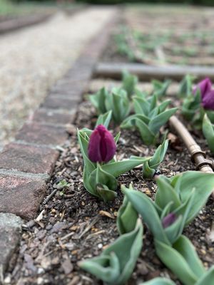 Dixon Gallery & Gardens by null