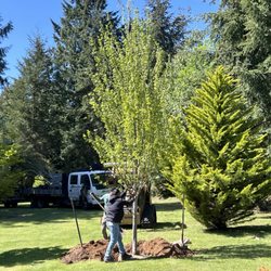 Nursery trees