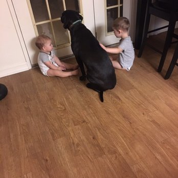 PetSmart - Benedict lab/pointer - Pet Training Near Me - Oceanside, California PetSmart - Benedict lab/pointer - Pet Training Near Me - Oceanside, California