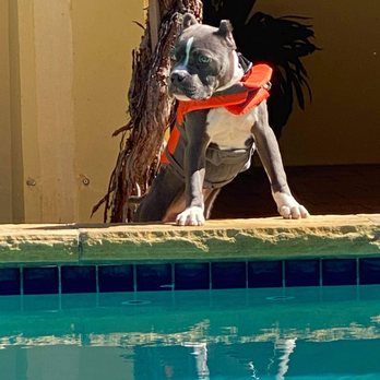 RFRD Academy - Pet Training Near Me - San Jose, California