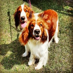 Pet Care and Clip