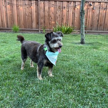 Wagmore Mobile Pet Spa - Clean and dapper for his 10th bday! - Pet Groomers Near Me