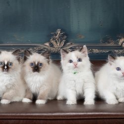 Feyheart Pet Photography - Our Care Bears litter from Kitten Around Ragdolls, beautifully photographed by Colleen at Feyheart Pet Photography.