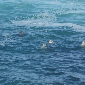 MacKerricher State Park - Seals and Sea Lions - Parks Near Me - Fort Bragg, California