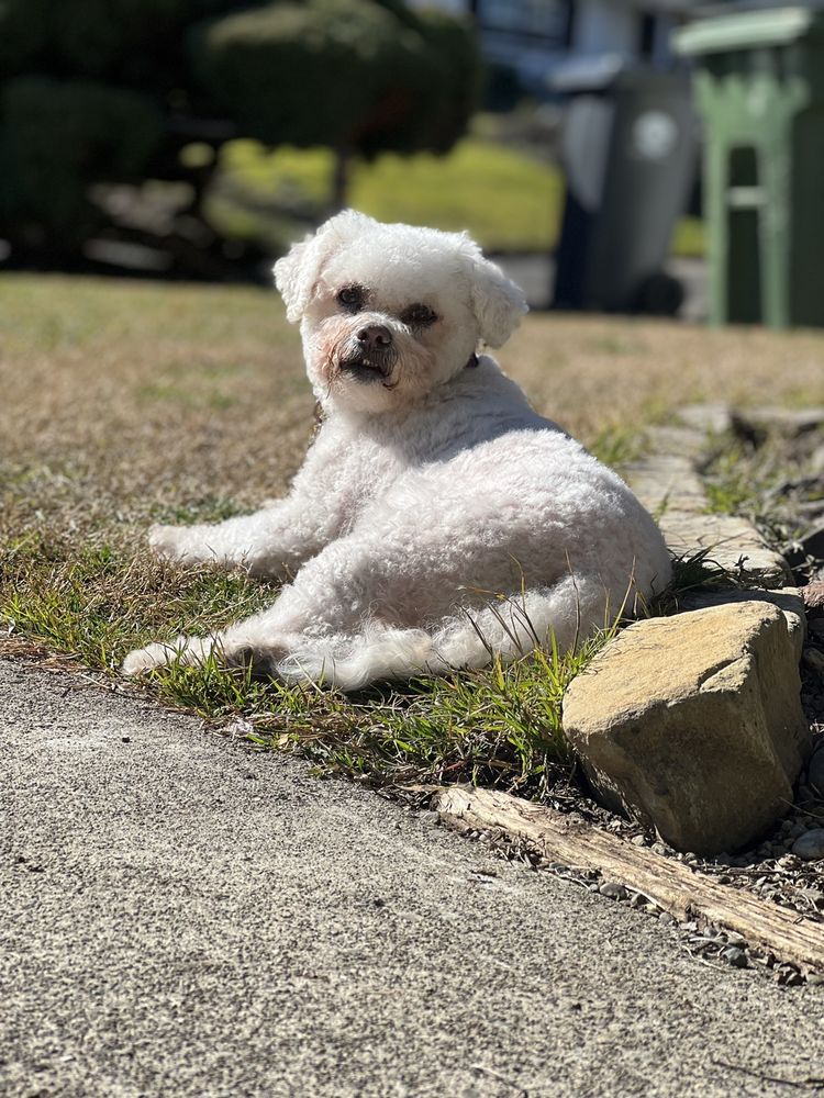 FOX & HOUND DOG GROOMING Updated September 2024 21 Reviews 976