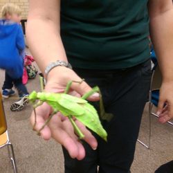 Pinole Library - Insect Discovery Lab