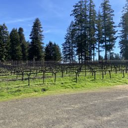 Vineyard