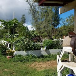 Honolulu Polo Club