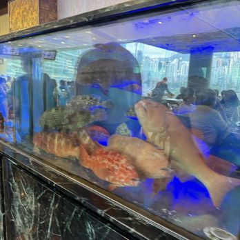 滿貫廳 - Fresh fish - Chinese Near Me - Hong Kong, HK