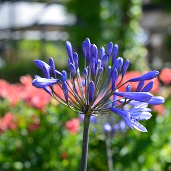 Cedar Nursery - Quality plants all year - Nurseries & Gardening Near Me - Cobham, SRY