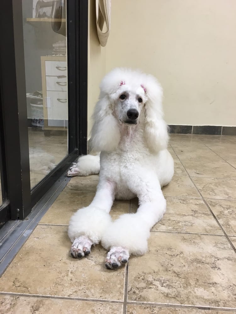 Ultimate Pet Grooming & Spa Image