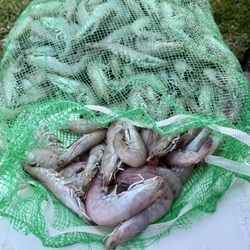 Erickson & Jensen Seafood Packers - Wild Caught Florida Gulf Pink Shrimp, fresh off the boat!