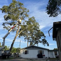 Big Bear Tree Service - Turkey oak weeki Wachee Woodlands