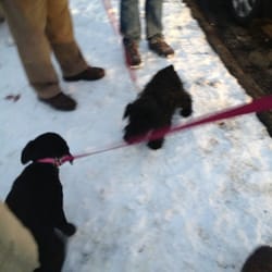 Dogma Training & Pet Services