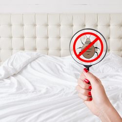 V Pest Control - we specialize in bedbugs