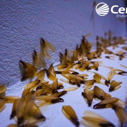 Certech Environmental Services - Subterranean Termite Swarmers