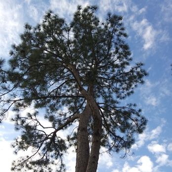 Reel Contractors and Tree Service - Tops - Tree Services Near Me Reel Contractors and Tree Service - Tops - Tree Services Near Me