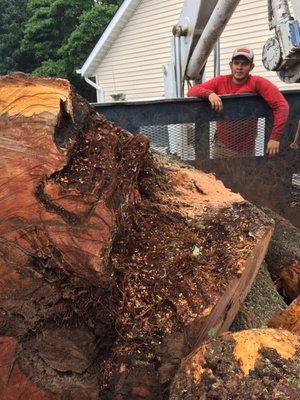 WOODPECKER TREE SERVICE - Updated January 2025 - 105 Photos & 29