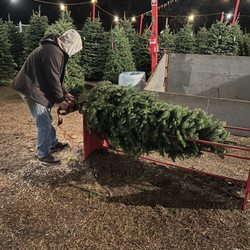 Sutton's Christmas Trees