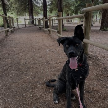 Koda's K9 Training - Dog Walkers Near Me