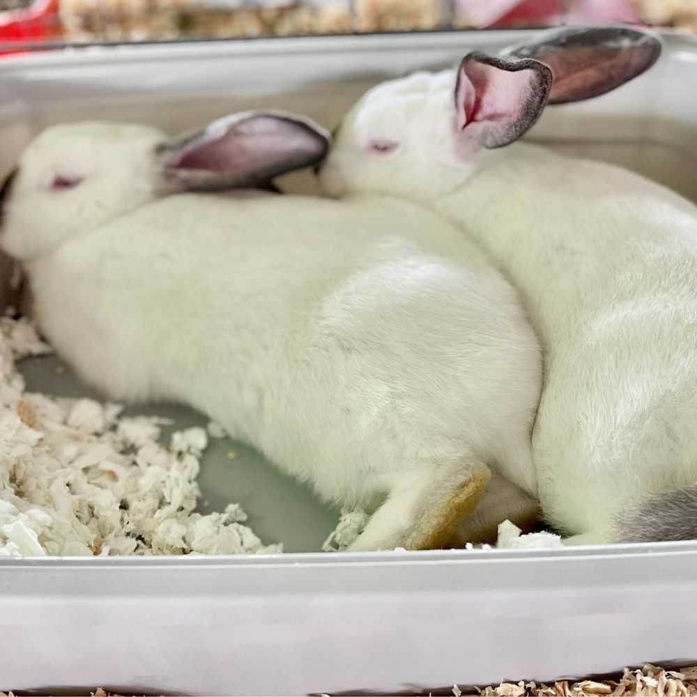 Ventura County Fairgrounds - Rabbits sleeping - Venues & Event Spaces Near Me - Ventura, California Ventura County Fairgrounds - Rabbits sleeping - Venues & Event Spaces Near Me - Ventura, California
