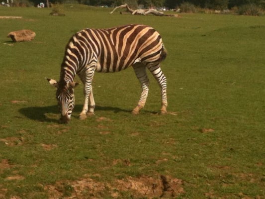 Cotswold Wildlife Park & Gardens by null