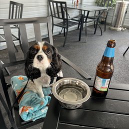 a dog sitting at a table with a bowl of beer a dog sitting at a table with a bowl of beer