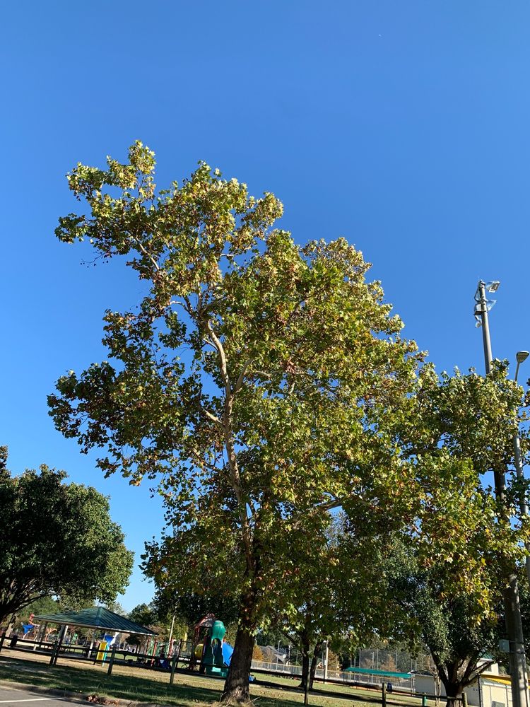 Honeycutt Park Image