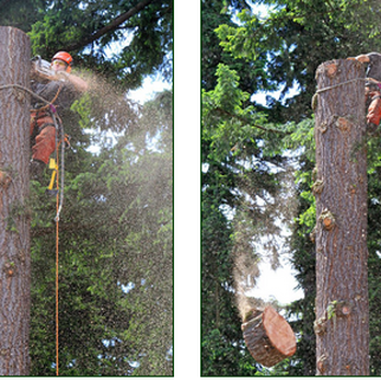 Ballard Tree Service - Tree Services Near Me - Seattle, Washington Ballard Tree Service - Tree Services Near Me - Seattle, Washington