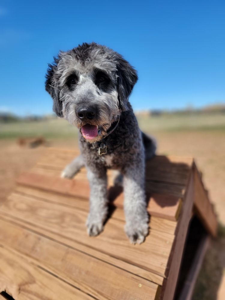 GEM CITY PET CARE Updated September 2024 Request a Quote Laramie