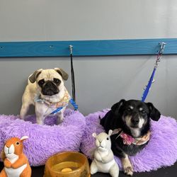 Snuggles Pet Spa