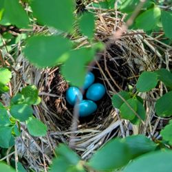 Woodhaven Lakes - Cat Bird eggs