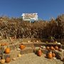 Photo of Queens Pumpkin Patch