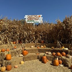 Queens Pumpkin Patch - Photo area (as of 10.5.24)