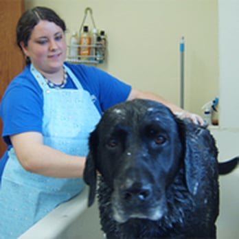 Playtime Doggy Daycare - Pet Groomers Near Me - West Allis, Wisconsin Playtime Doggy Daycare - Pet Groomers Near Me - West Allis, Wisconsin