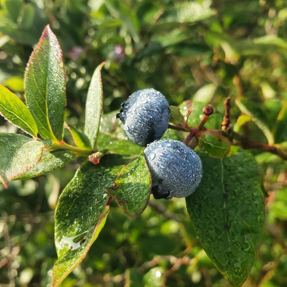 Bryant Blueberry Farm Logo