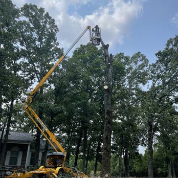 All-Star Landscaping - Tree removal. - Tree Services Near Me