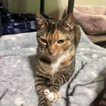 Paws4Survival Rescue - Pet Adoption Near Me - Marshfield, Massachusetts