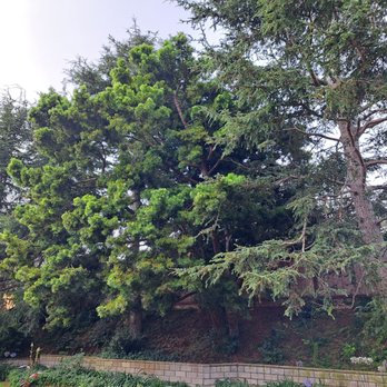 Active Landscape And Tree Service - Porta campus before - Tree Services Near Me Active Landscape And Tree Service - Porta campus before - Tree Services Near Me