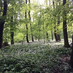Habsburgwarte auf dem Hermannskogel - Aus den Blüten lässt sich übrigens ein hervorragendes Pesto zaubern. Schmeckt etwas milder als der die bärlauchblätter