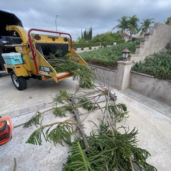 Ureno Tree Service - Tree Services Near Me - Anaheim, California Ureno Tree Service - Tree Services Near Me - Anaheim, California