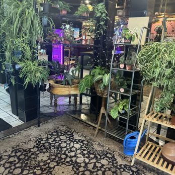 Coffee Garden - Plants for sale - Gift Shops Near Me - Kingston, Pennsylvania