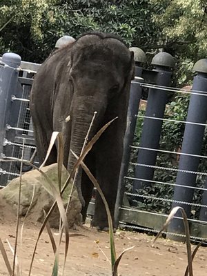 Melbourne Zoo by null