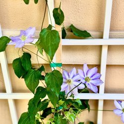 Beautiful lilac colored flowering vine.
