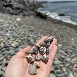 Quintas Papagayo - Shells on the private beach