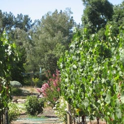 Cottage in the Vines - the vineyard