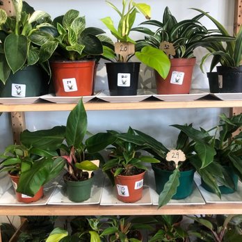 Denver Plant Delivery - Inside - Nurseries & Gardening Near Me - Littleton, Colorado