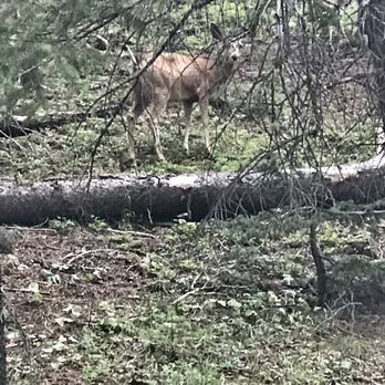Lower Maxwell Falls Trail Head - We spot a deer - Hiking Near Me - Evergreen, Colorado