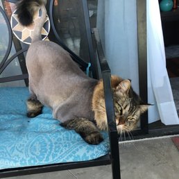 Munchie and her Lion Cut. Munchie and her Lion Cut.