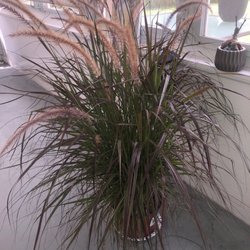 Richardson's Market - I love my grass!